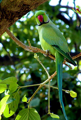 Vṛndā Devī's parrot